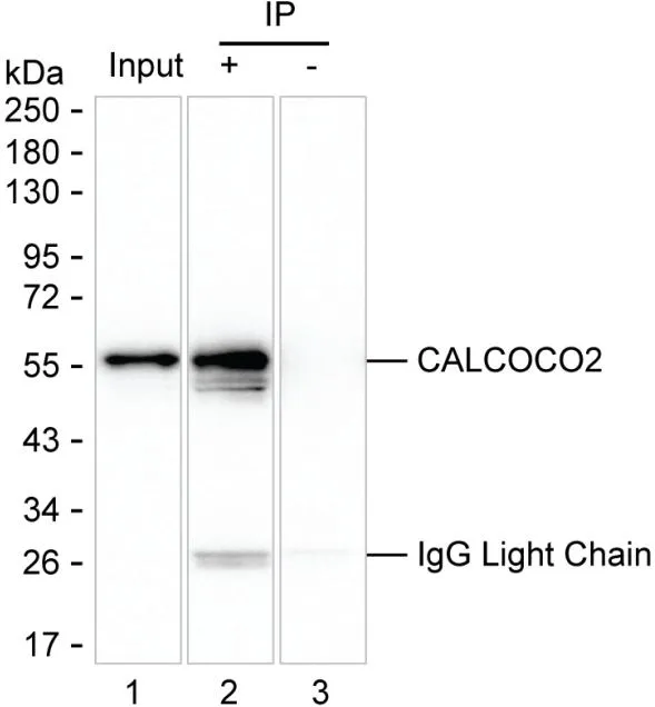 CALCOCO2 Antibody - image 1