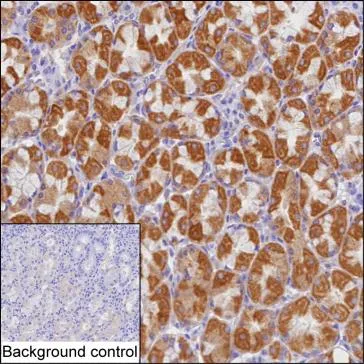 CHCHD6 Antibody - image 1