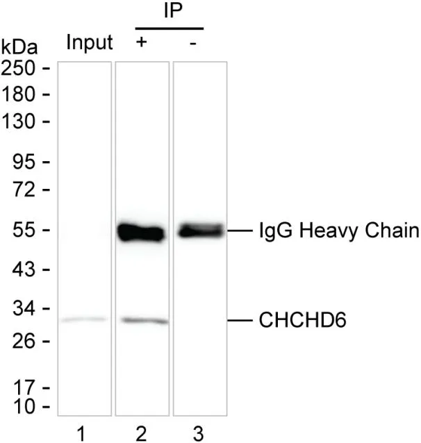 CHCHD6 Antibody - image 1