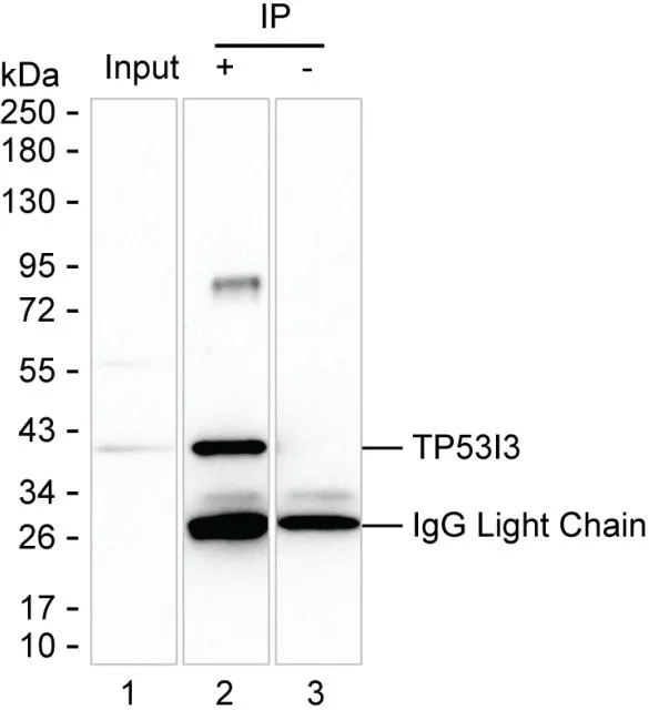 TP53I3 Antibody - image 1