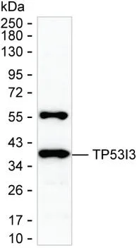 TP53I3 Antibody - image 1