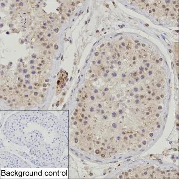 TRAIP Antibody - image 1