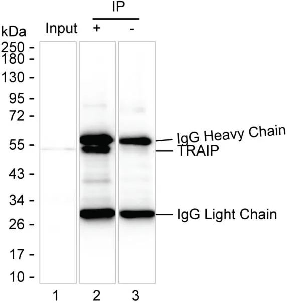 TRAIP Antibody - image 1