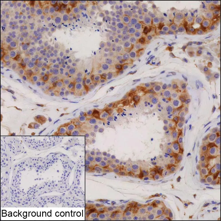 CUL9 Antibody - image 1