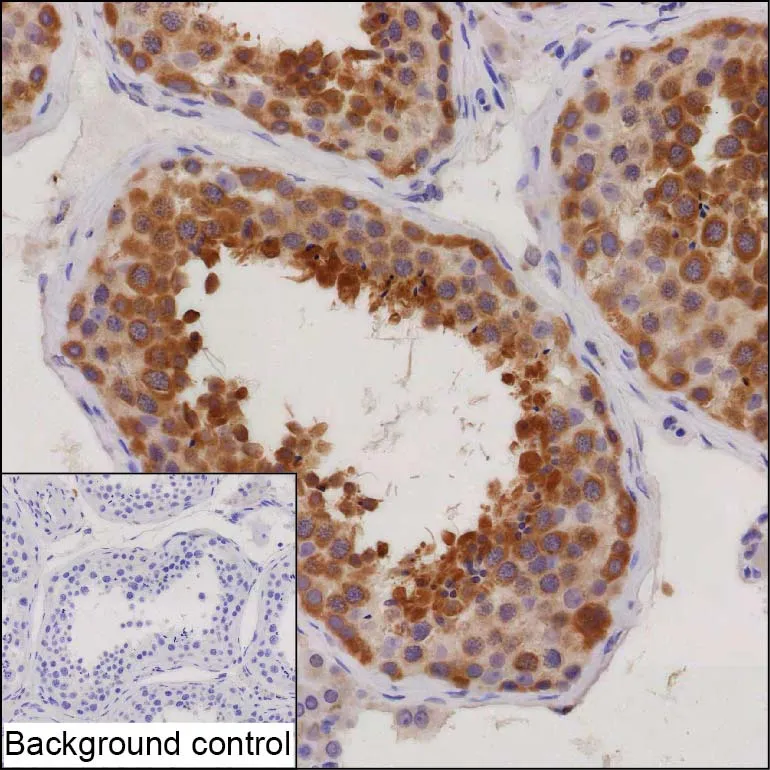 CUL9 Antibody - image 1