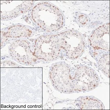 CUL9 Antibody - image 1