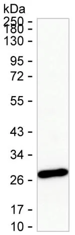 MMAB Antibody - image 1