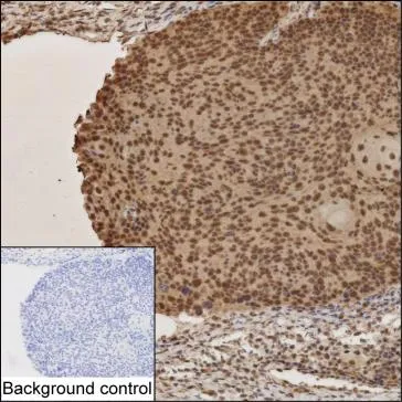 IFRD1 Antibody - image 1