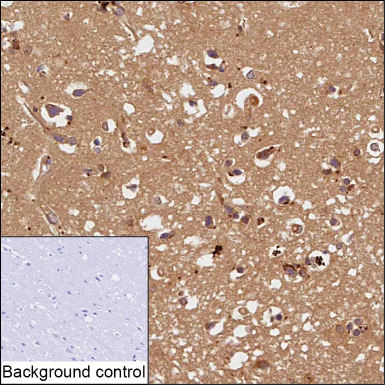 ERBB4 Antibody - image 1