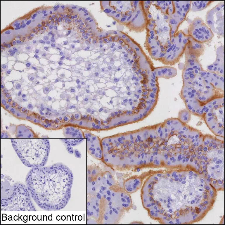 EPHB4 Antibody - image 1