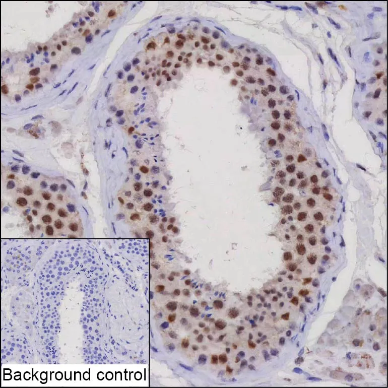 HuR Antibody - image 1