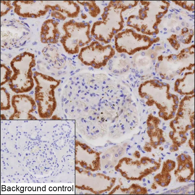 CA5B Antibody - image 1