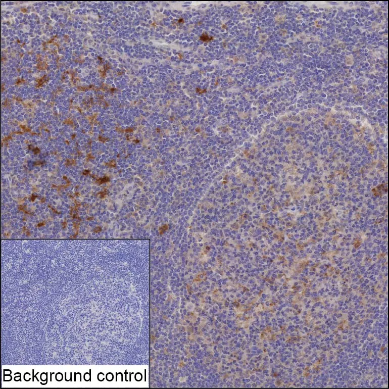 TRAF1 Antibody - image 1