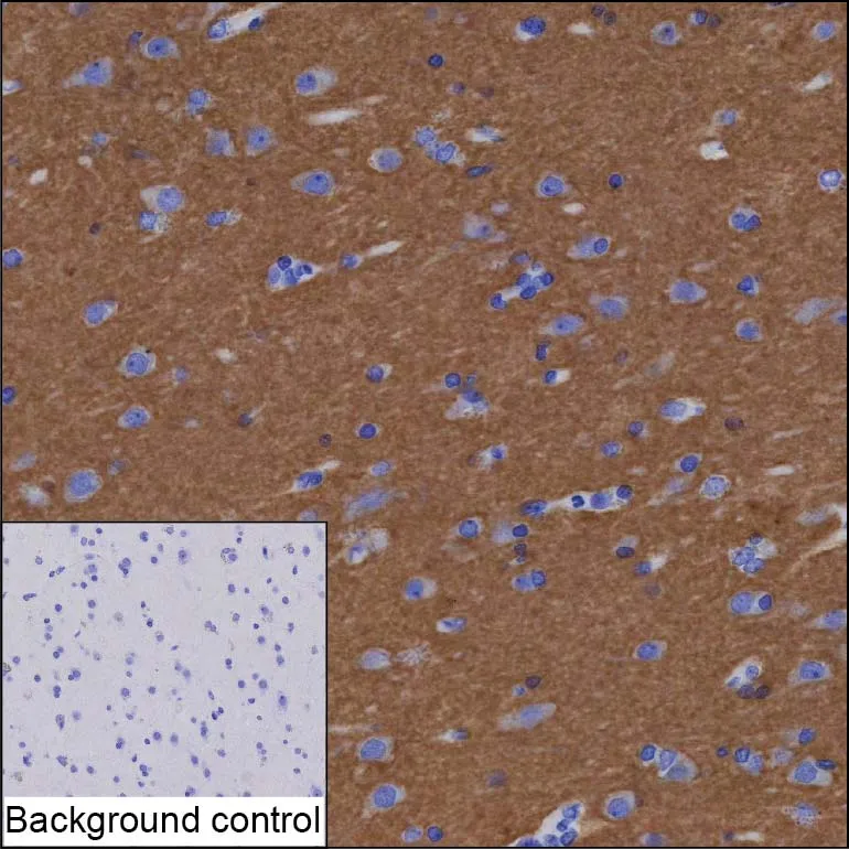 SNAP25 Antibody - image 1