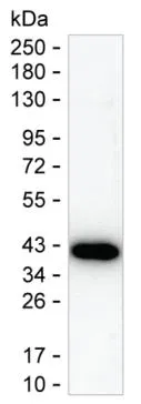 CDX2 Antibody - image 1