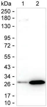 SNAP25 Antibody - image 1