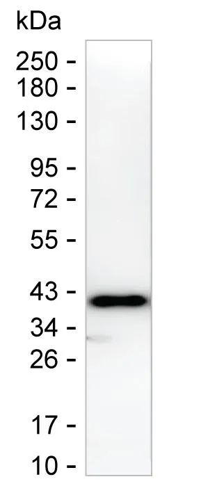 CDX2 Antibody - image 1