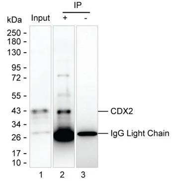 CDX2 Antibody - image 1