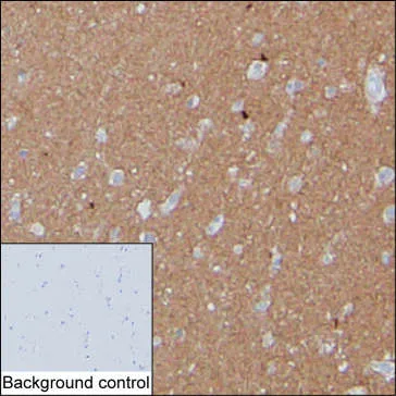 SNAP25 Antibody - image 1