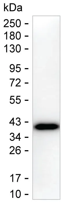 CDX2 Antibody - image 1
