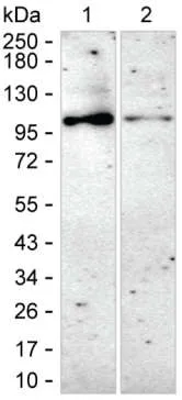PDE5A Antibody - image 1