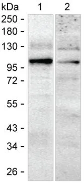 PDE5A Antibody - image 1