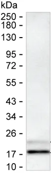 IL17A Antibody - image 1