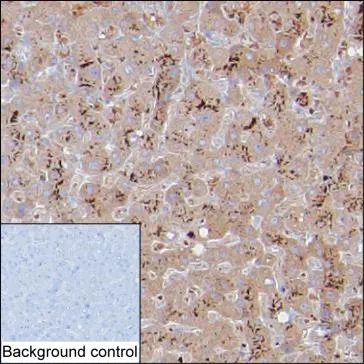 ZPR1 Antibody - image 1