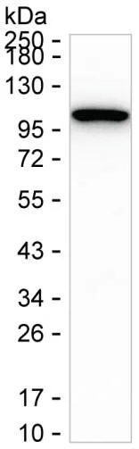 GRP94 Antibody - image 1