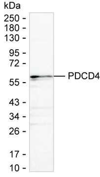 PDCD4 Antibody - image 1
