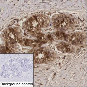 PDCD4 Antibody - image 1