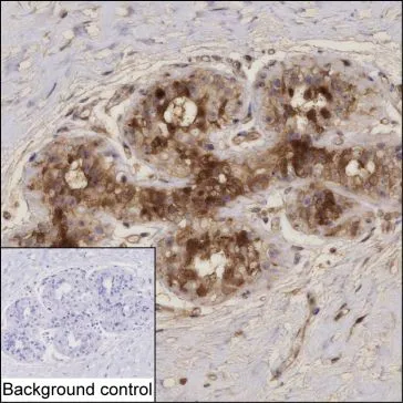 PDCD4 Antibody - image 1