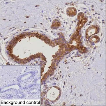 PDCD4 Antibody - image 1