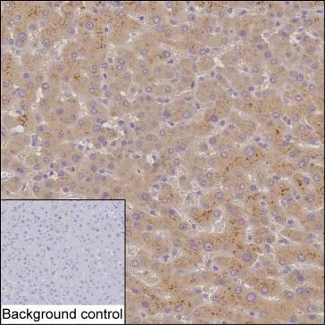 MAP3K1 Antibody - image 1