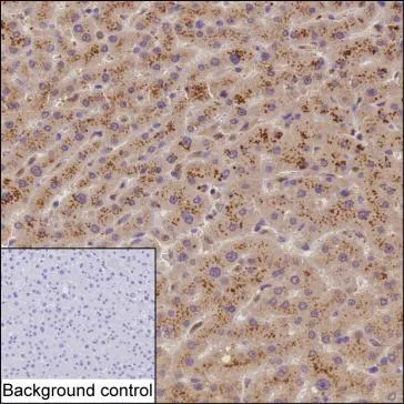 MAP3K1 Antibody - image 1