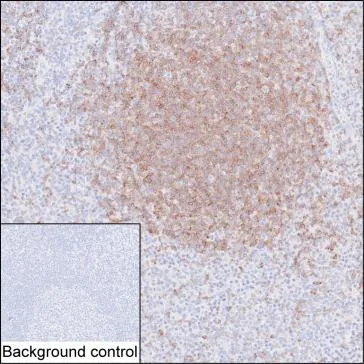 CD22 Antibody - image 1