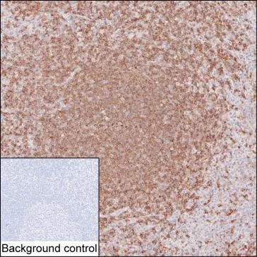 CD22 Antibody - image 1