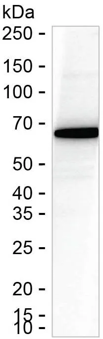 PPIL2 Antibody - image 1