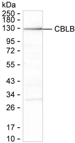 CBLB Antibody - image 1