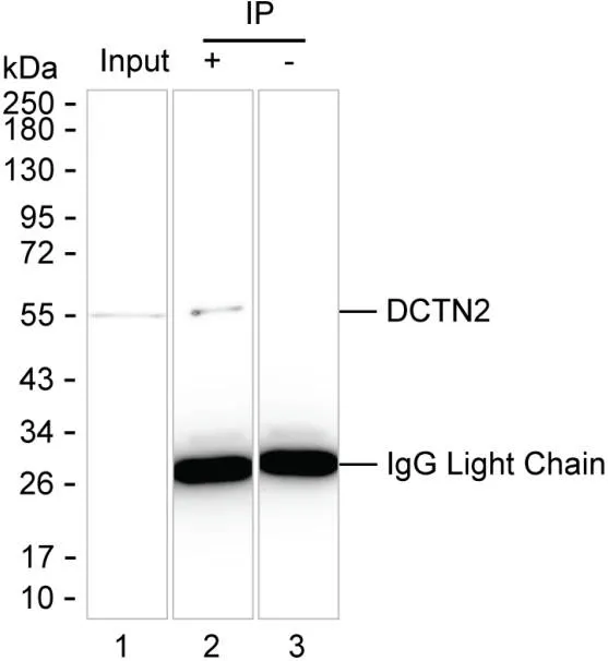 DCTN2 Antibody - image 1