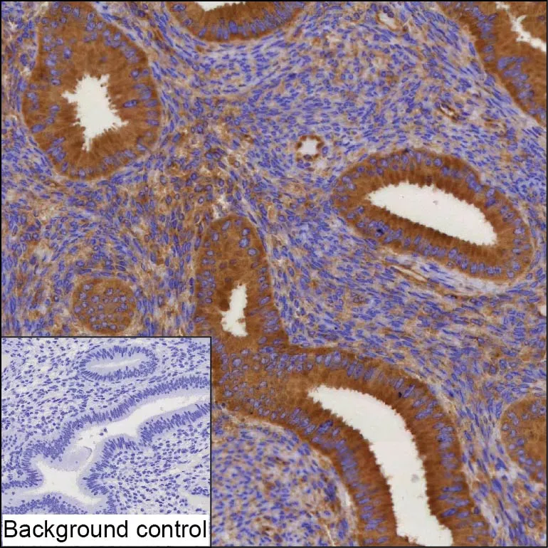 DCTN2 Antibody - image 1