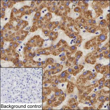 DECR1 Antibody - image 1
