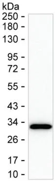 HAGH Antibody - image 1