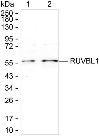 RuvB Like 1 Antibody - image 1