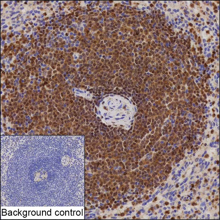 NCF1 Antibody - image 1