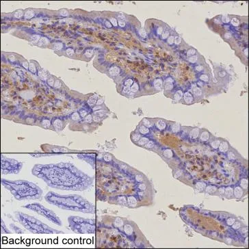 IL10 Antibody - image 1