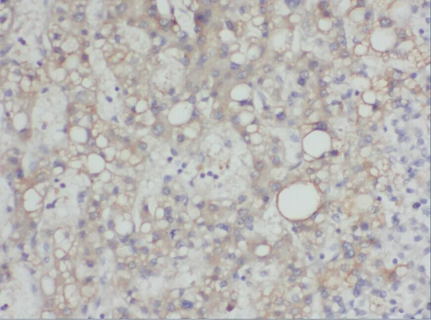 YWHAE antibody - image 1