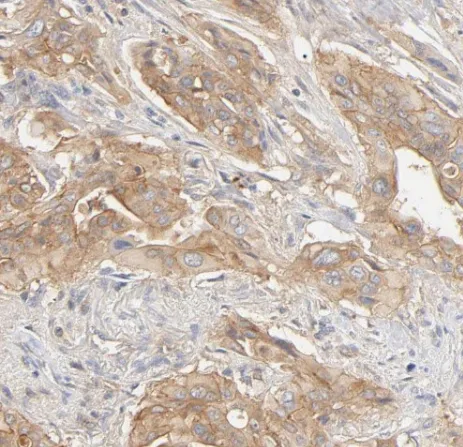 ADAM17-Specific antibody - image 1