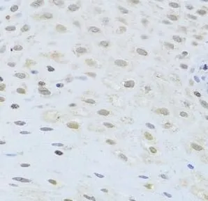 AIFM1 antibody - image 1