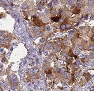 ACTR2 antibody - image 1